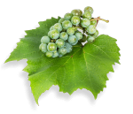 green-grapes_2